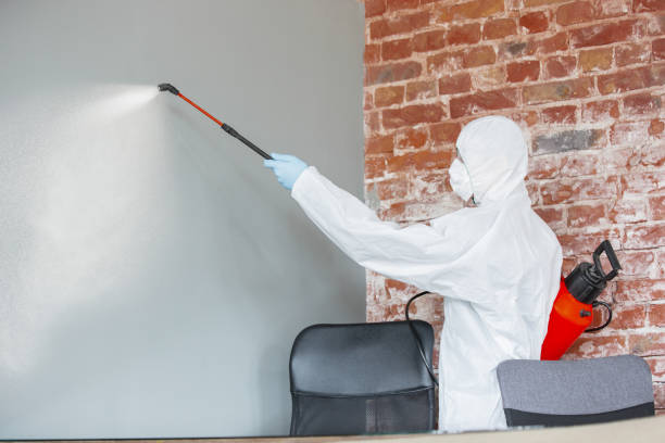 Best Attic Mold Removal  in Amory, MS